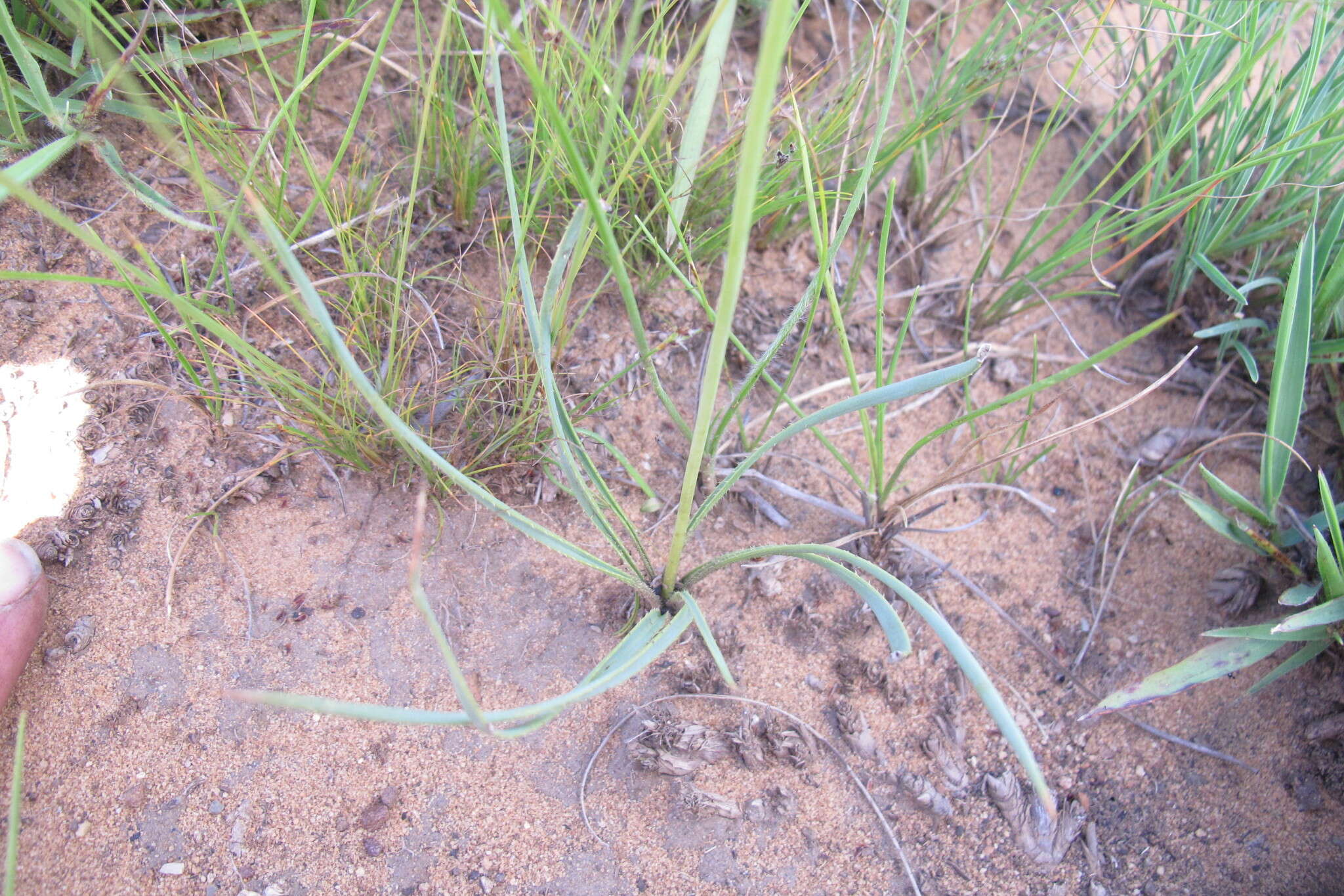 Aloe bergeriana (Dinter) Boatwr. & J. C. Manning resmi