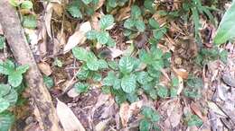 Image of Ardisia pusilla A. DC.