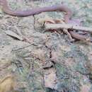 Image of Zidok's Ground Snake