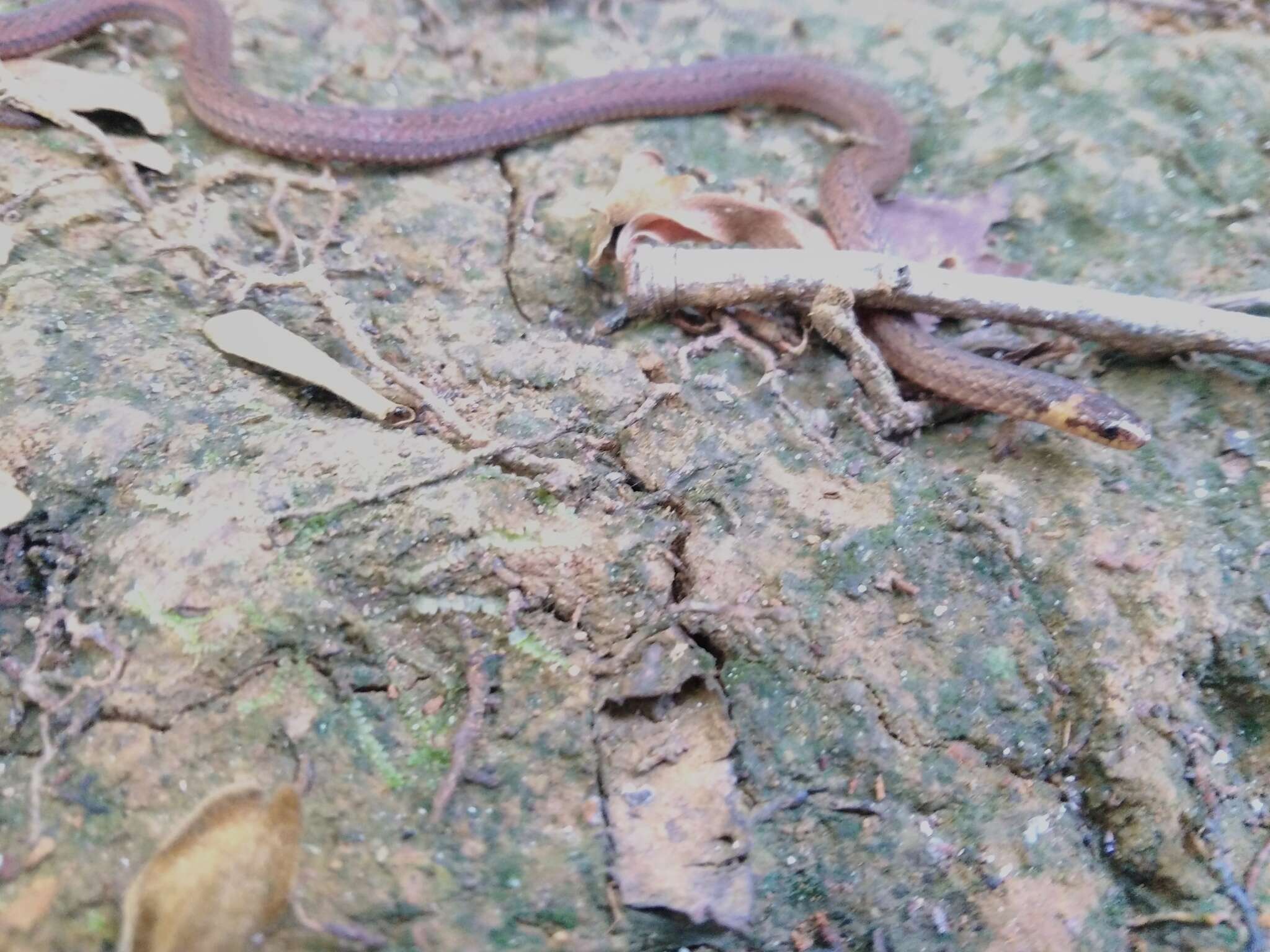 Image of Zidok's Ground Snake