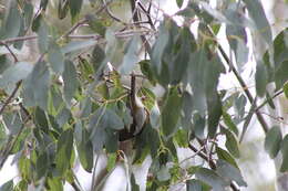 Image of Black-headed Honeyeater