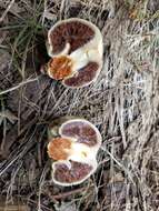 Image of Pholiota nubigena (Harkn.) Redhead 2014