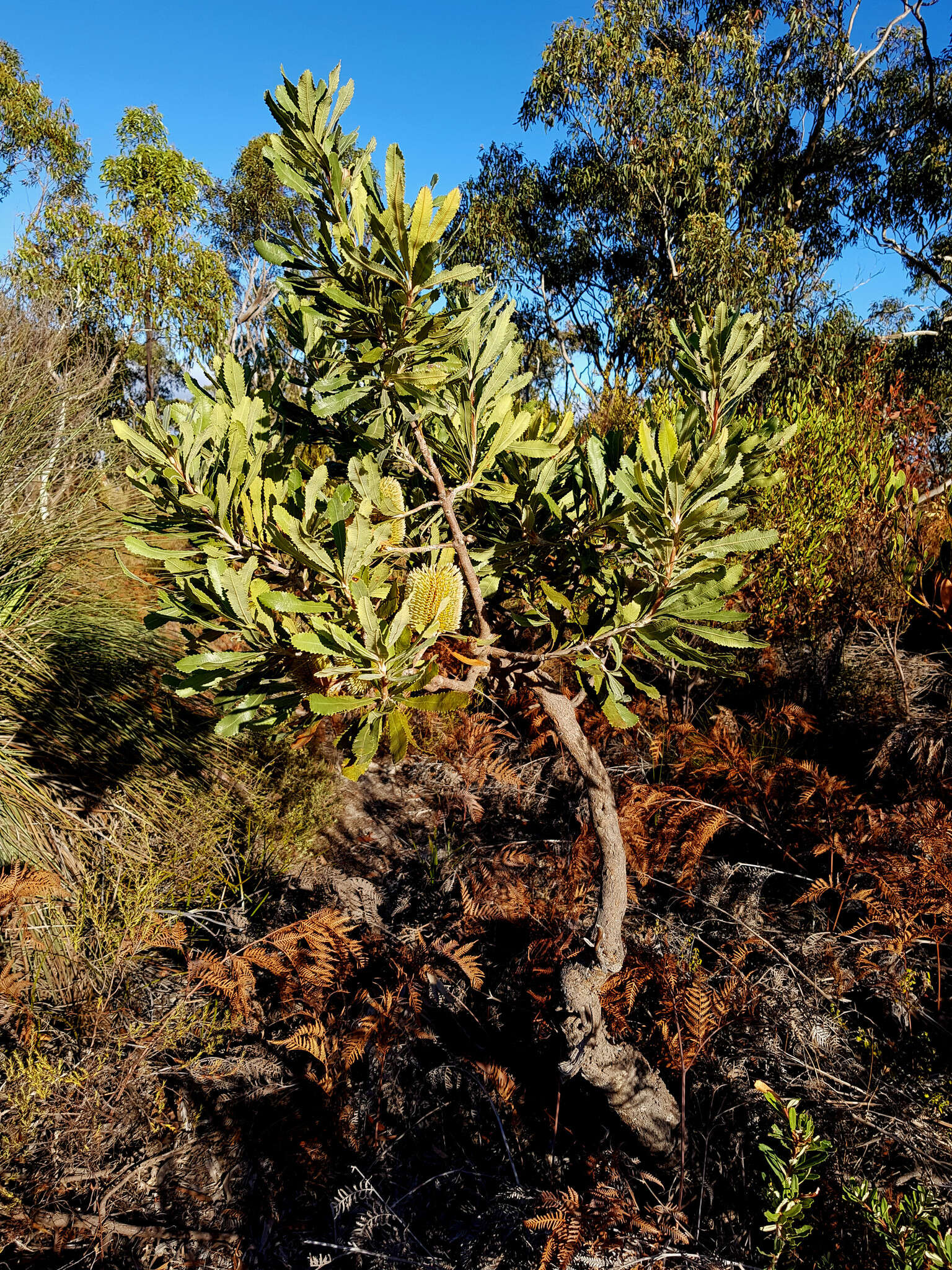 Sivun Banksia ornata F. Müll. ex Meissn. kuva