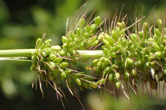 Imagem de <i>Setaria <i>verticillata</i></i> var. verticillata