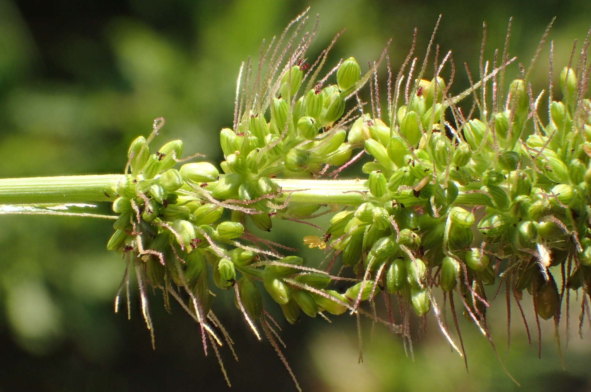 Plancia ëd <i>Setaria <i>verticillata</i></i> var. verticillata