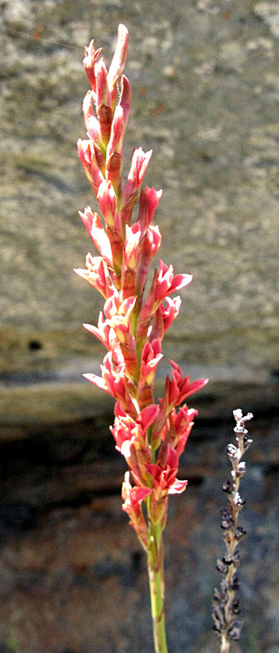 Image de Tritoniopsis revoluta (Burm. fil.) Goldblatt