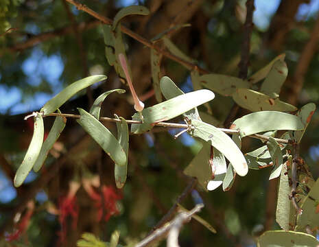 Image de Plicosepalus amplexicaulis D. Wiens