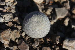 Image of Lace-spine Nipple Cactus