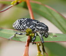 Image of Chrysolopus spectabilis (Fabricius & J. C. 1775)