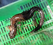 Image of Rich Mountain Salamander