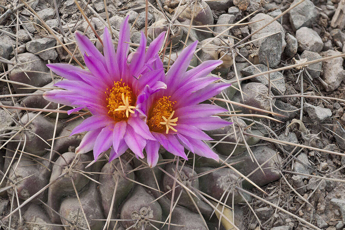 Image of Thelocactus rinconensis subsp. freudenbergeri (R. Haas) Mosco & Zanov.