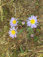 Image of Pacific aster