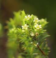 Image of Diosma aristata I. Williams