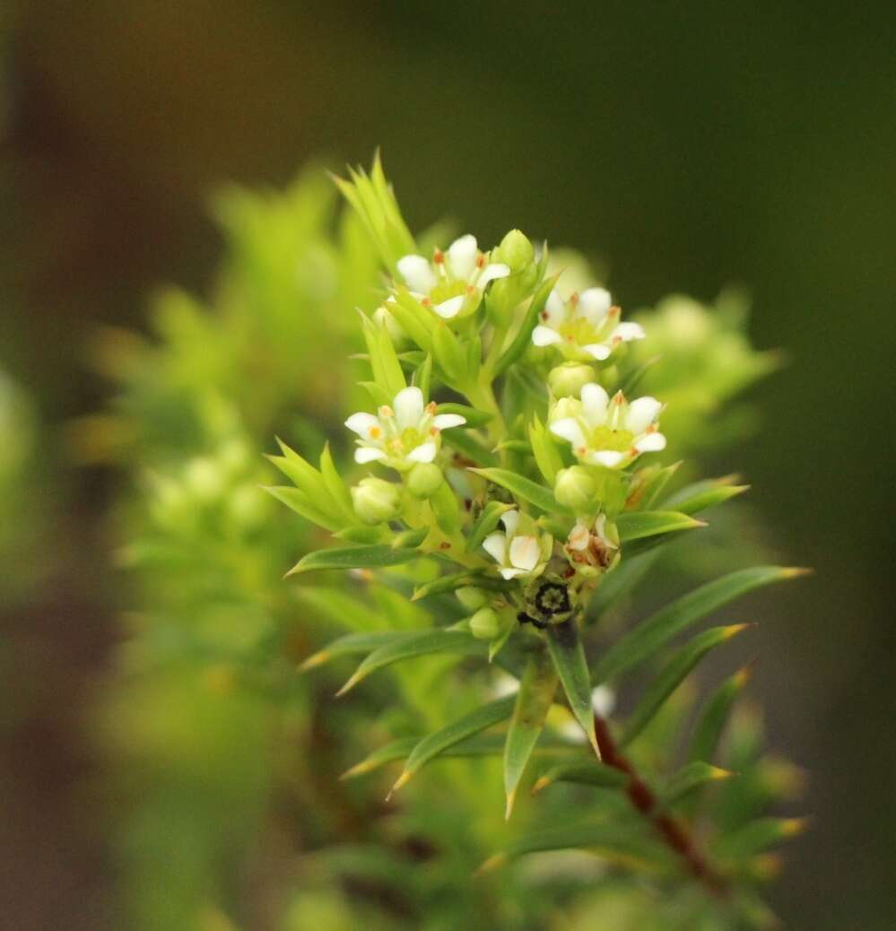 Image of Diosma aristata I. Williams