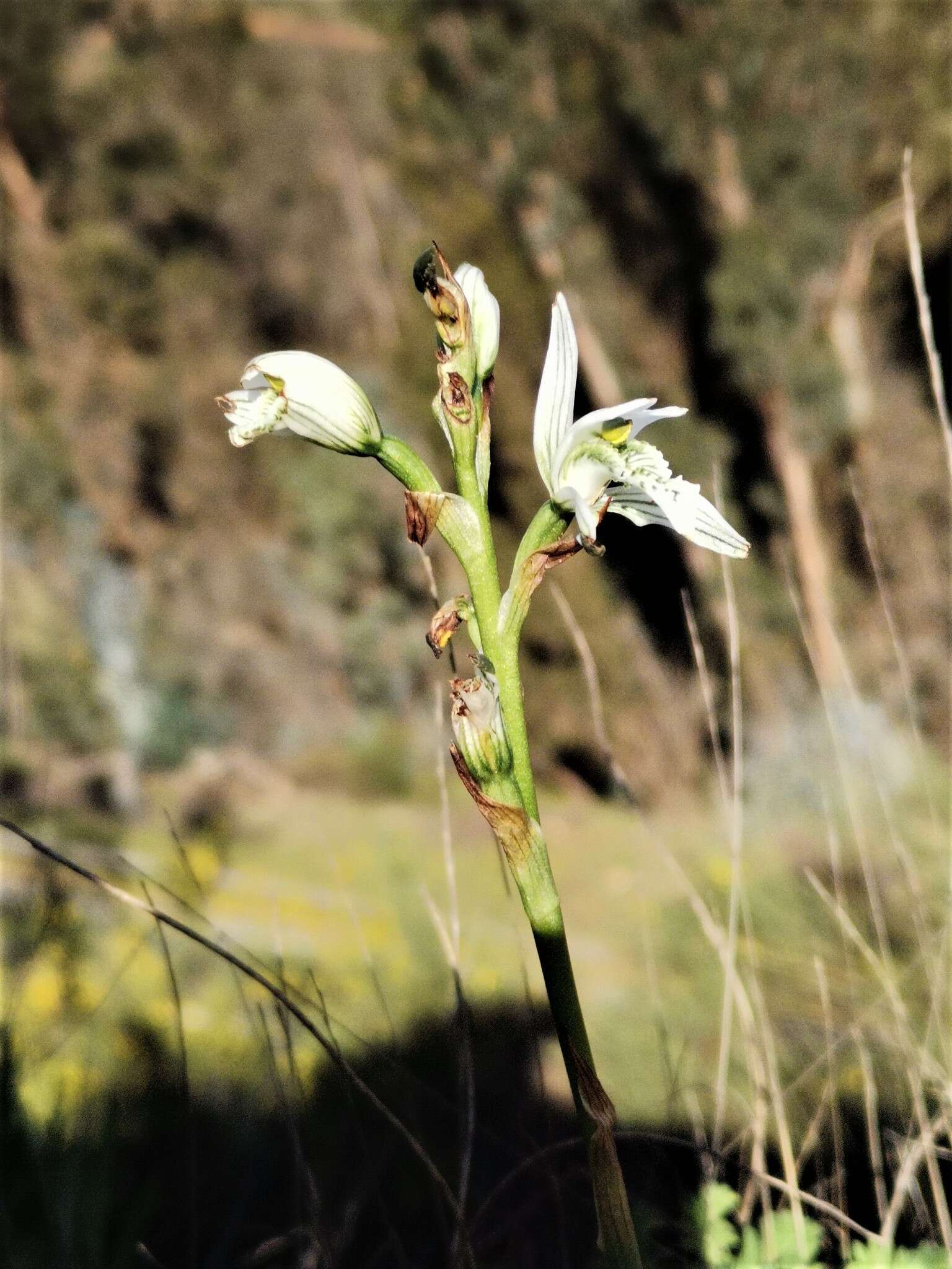 Image of Chloraea multiflora Lindl.