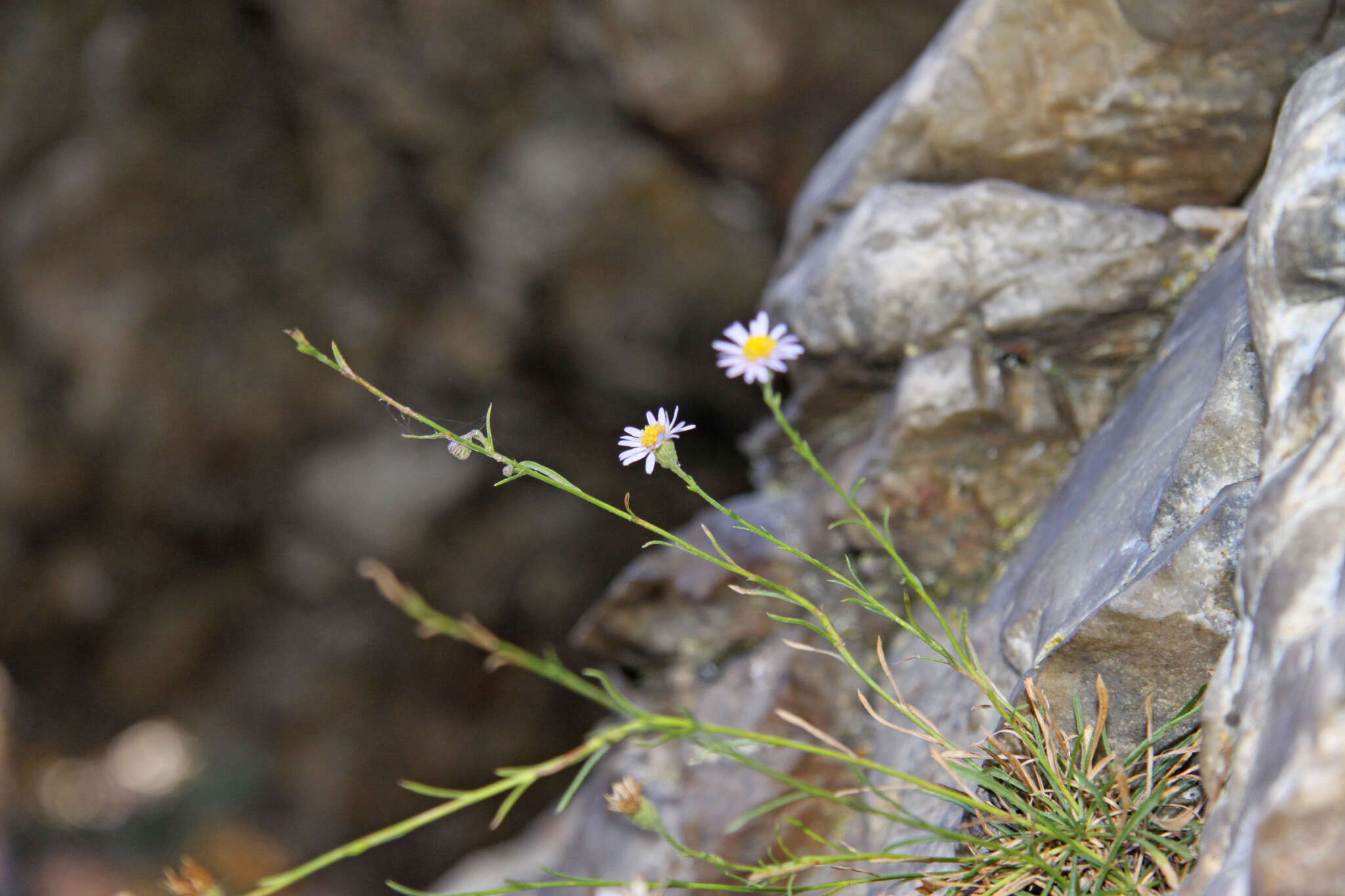 Image of sand fleabane