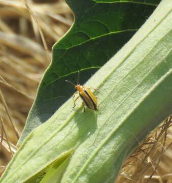 Image of Three-lined Potato Beetle