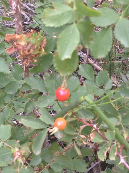 Sivun Rosa woodsii var. ultramontana (S. Wats.) Jeps. kuva