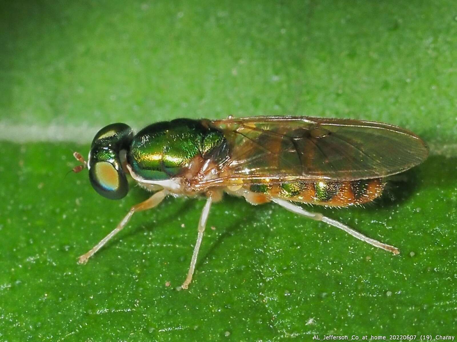 Image of Cephalochrysa canadensis (Curran 1927)