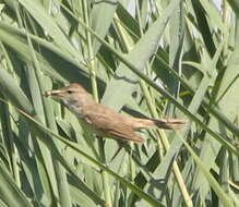 Image of Clamorous Reed Warbler