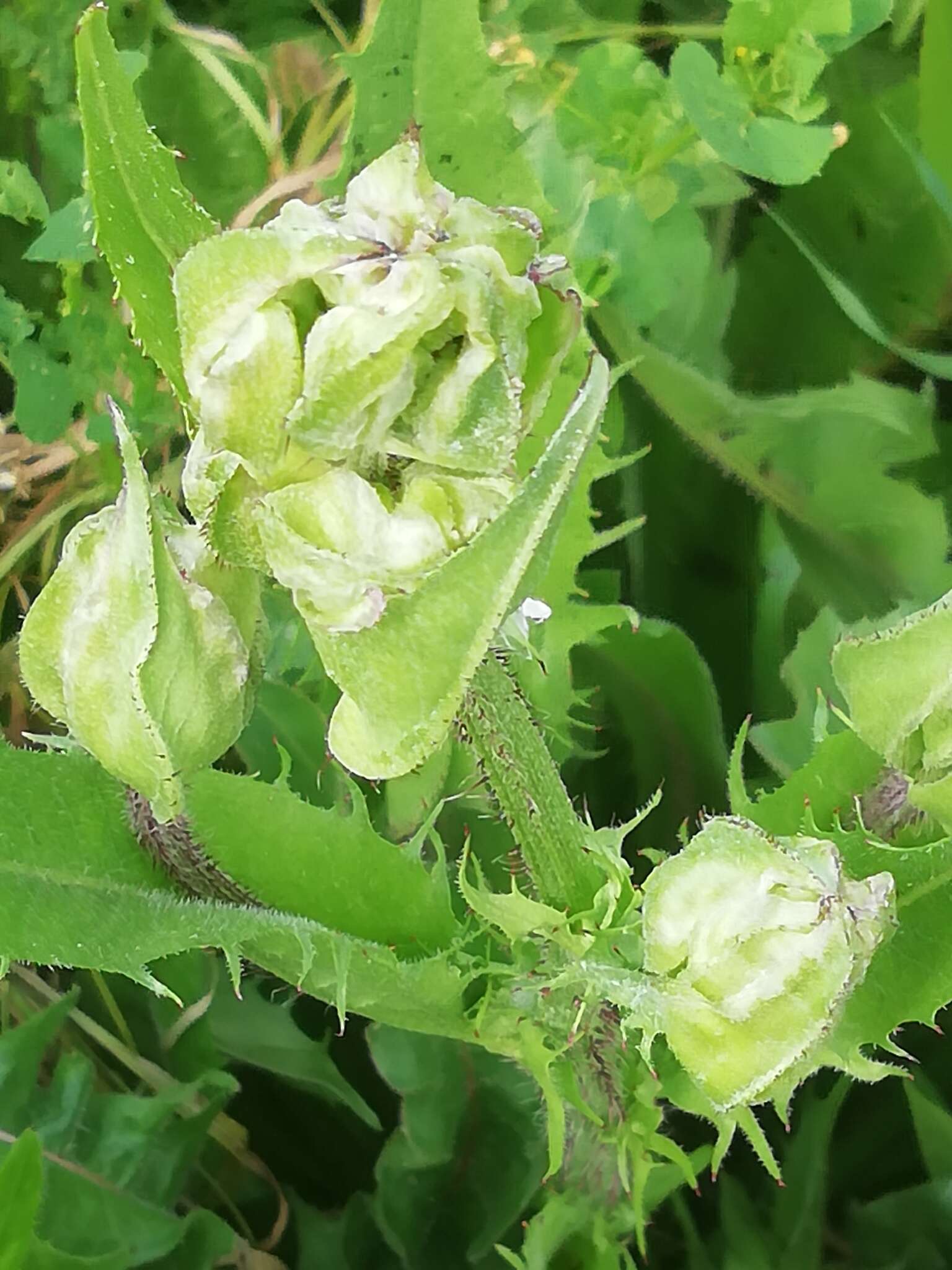 Image of Crepis vesicaria subsp. vesicaria