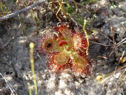 Image of Drosera sessilifolia St. Hil.