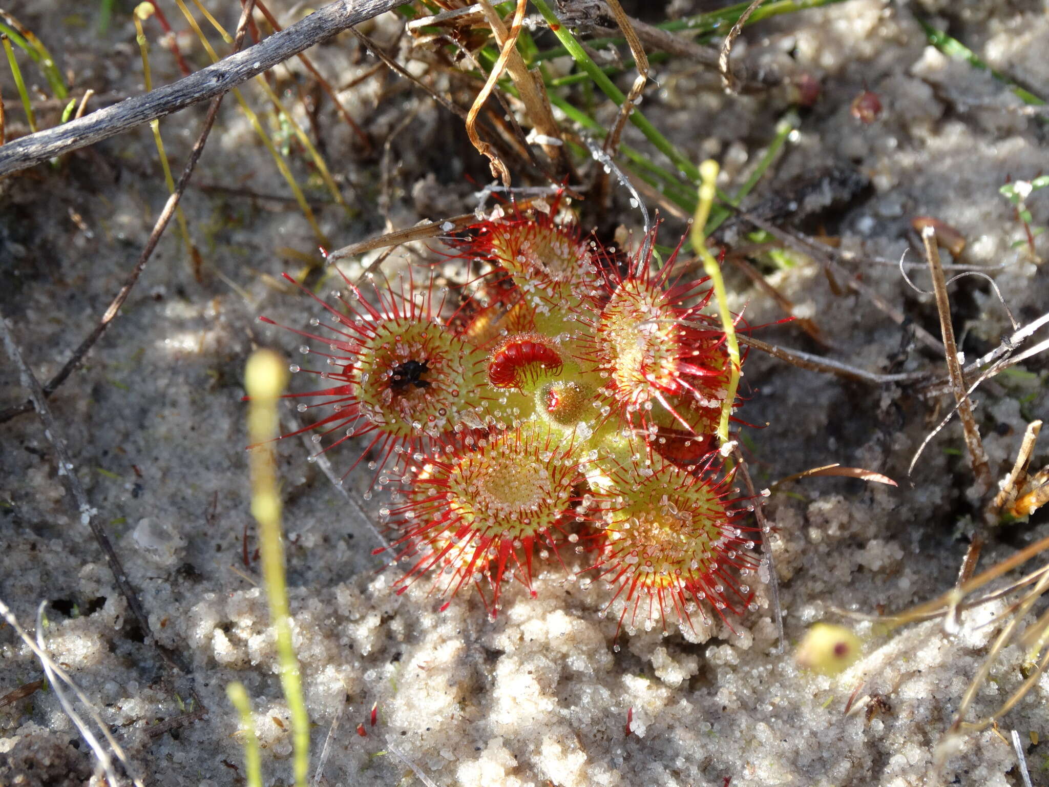 Image of Drosera sessilifolia St. Hil.