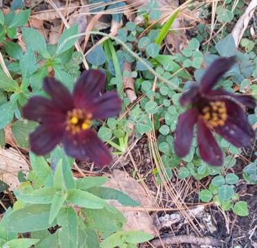 Image of Chocolate Cosmos