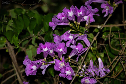 Image de Fridericia chica (Bonpl.) L. G. Lohmann