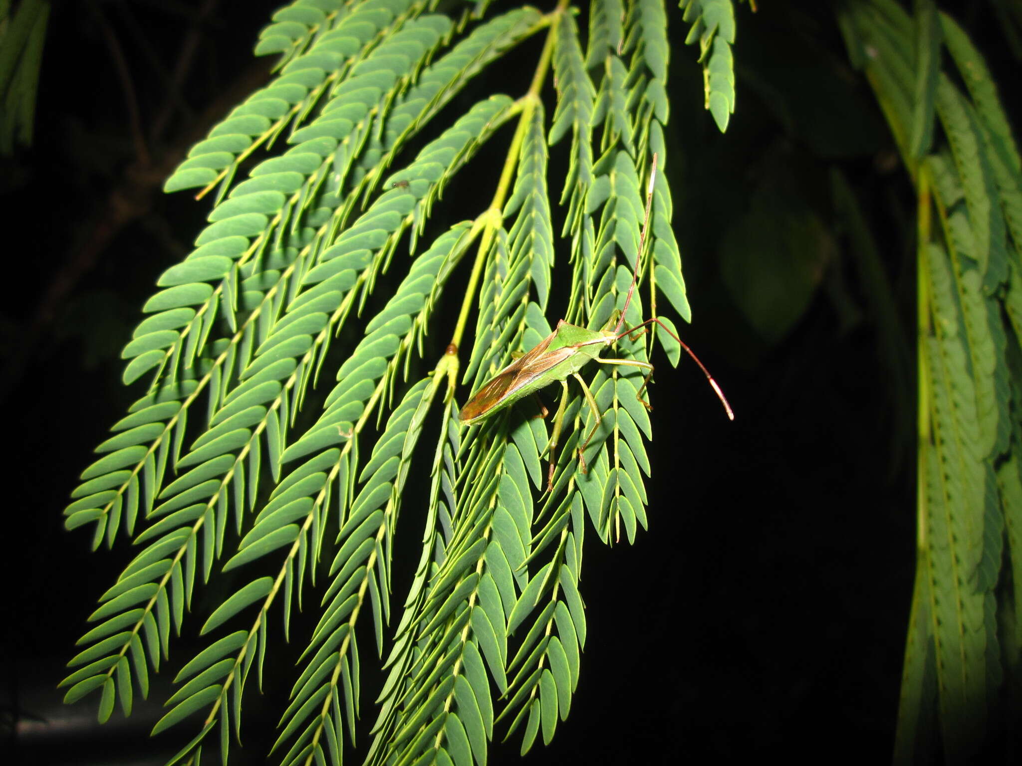 Plancia ëd Homoeocerus (Anacanthocoris) striicornis Scott 1874