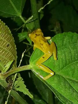 Image de Pristimantis lacrimosus (Jiménez de la Espada 1875)