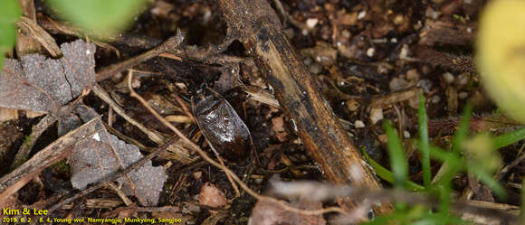 Image of <i>Pyrrhocoris sibiricus</i>