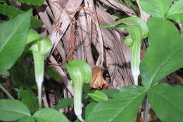 Слика од Arisaema triphyllum (L.) Schott