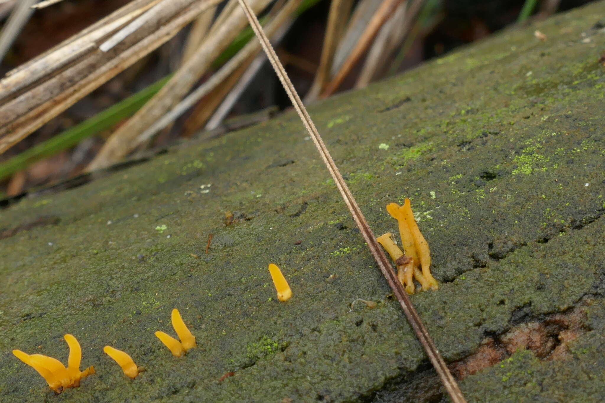 Image of Calocera sinensis McNabb 1965