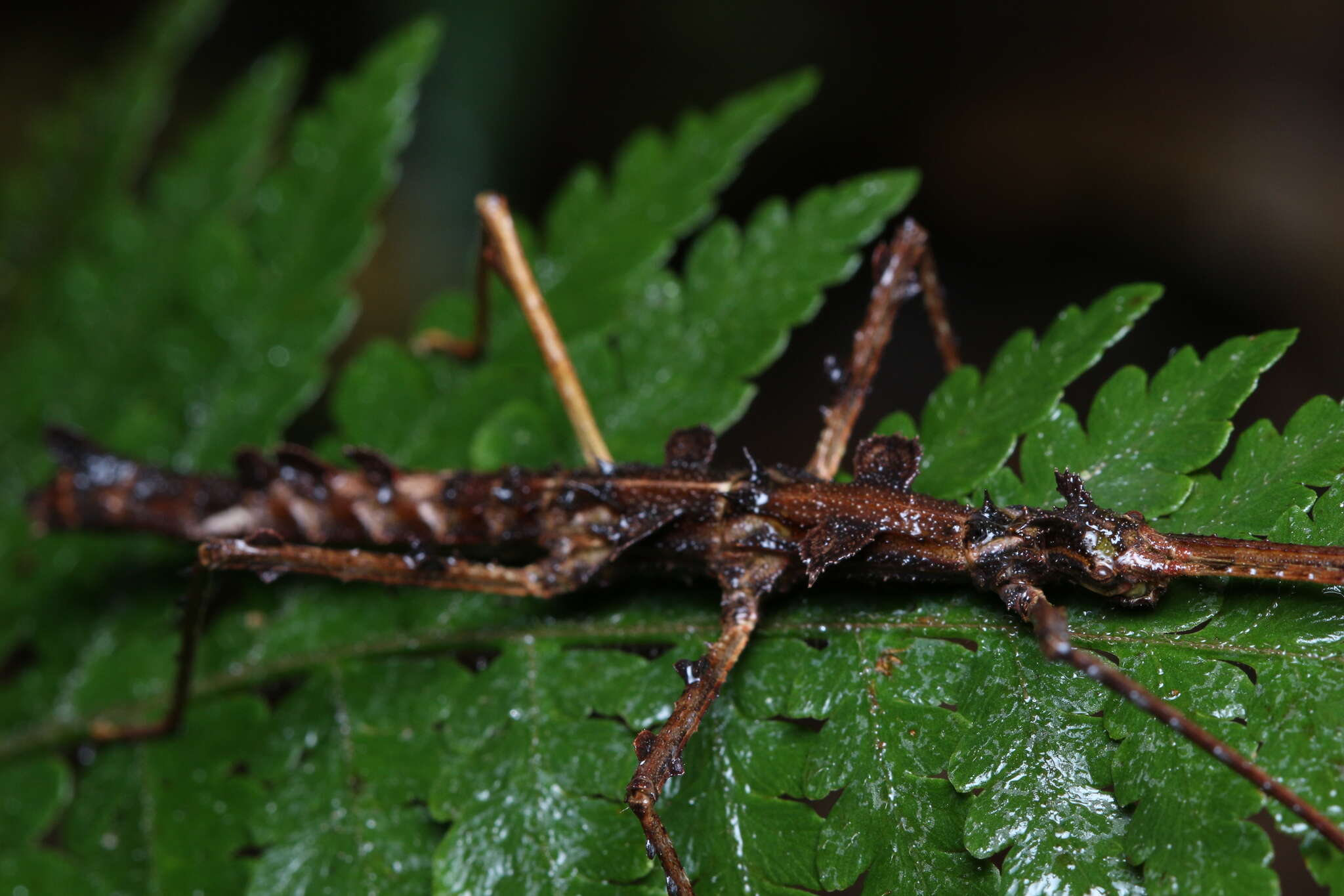 Image of Ceroys (Miroceroys) heymonsi (Piza 1936)