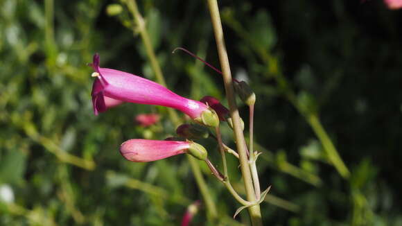 Image of beardtongue