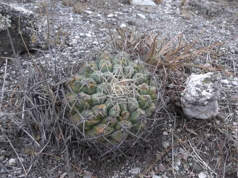 Image of Thelocactus hexaedrophorus subsp. hexaedrophorus