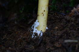 Image of Amanita similis Boedijn 1951