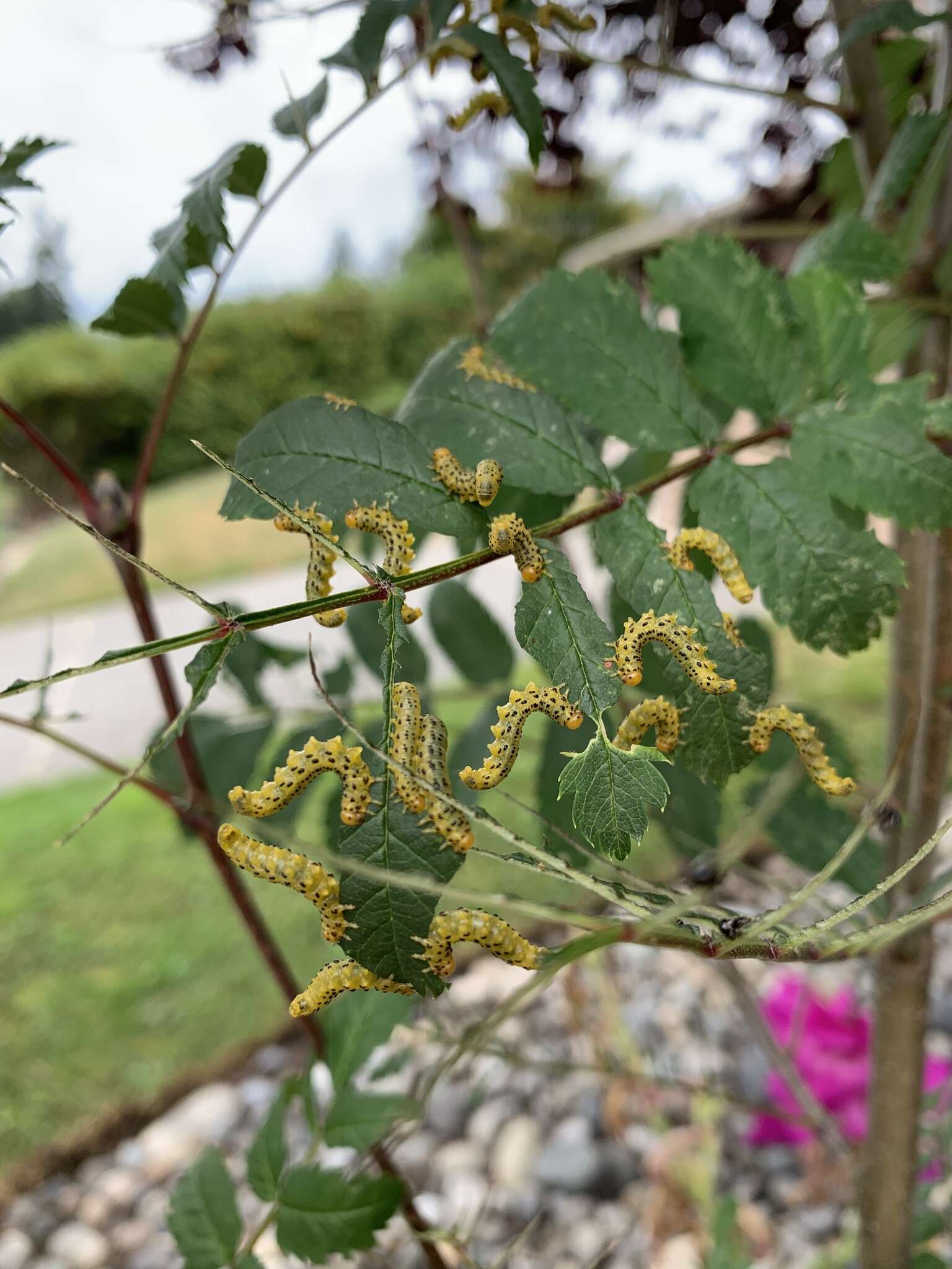 Image of Mountain-ash sawfly