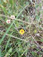 Image of Texas flax