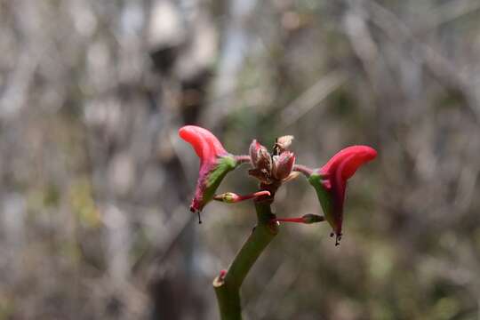 Sivun Euphorbia calcarata (Schltdl.) V. W. Steinm. kuva