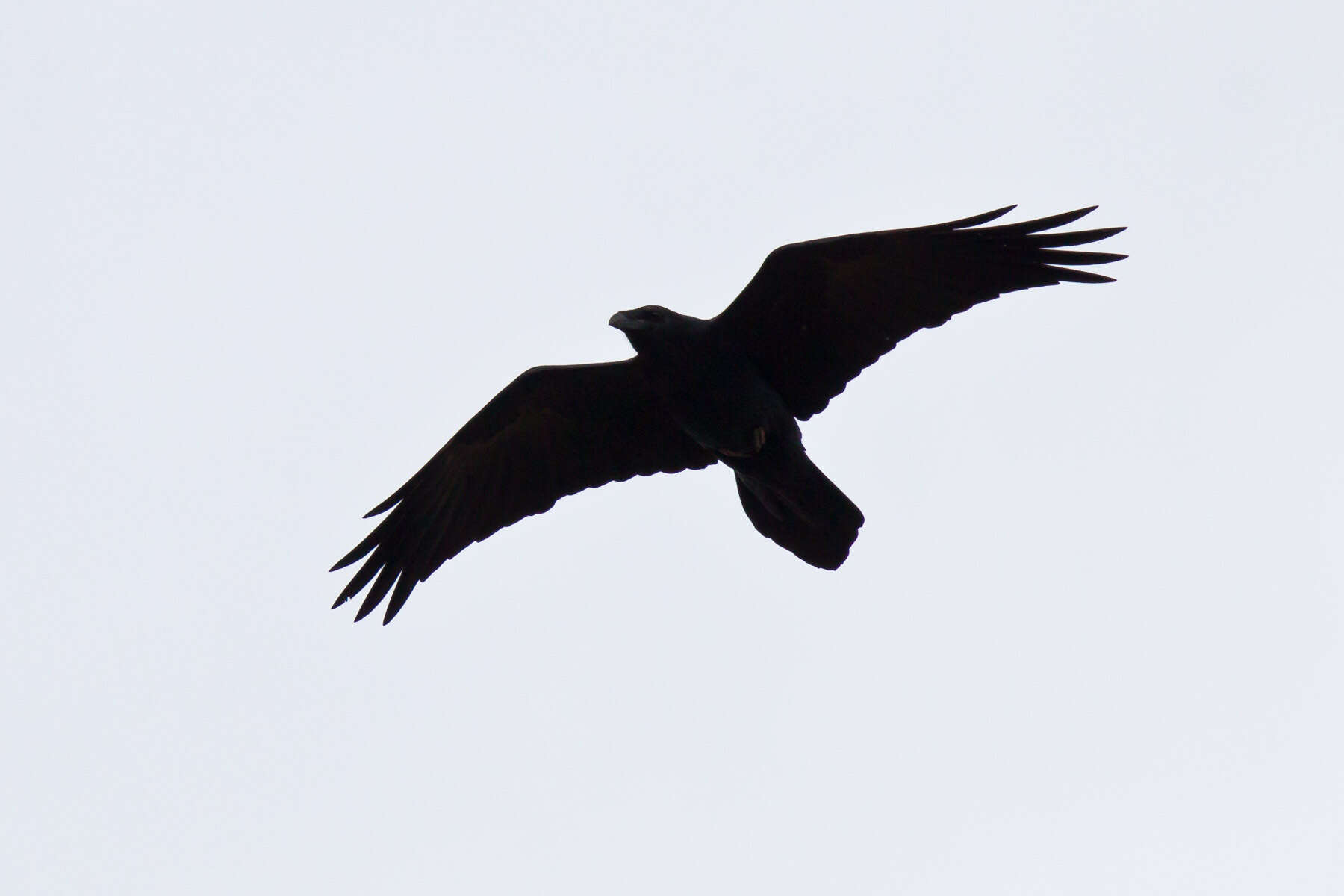 Image of Chihuahuan Raven