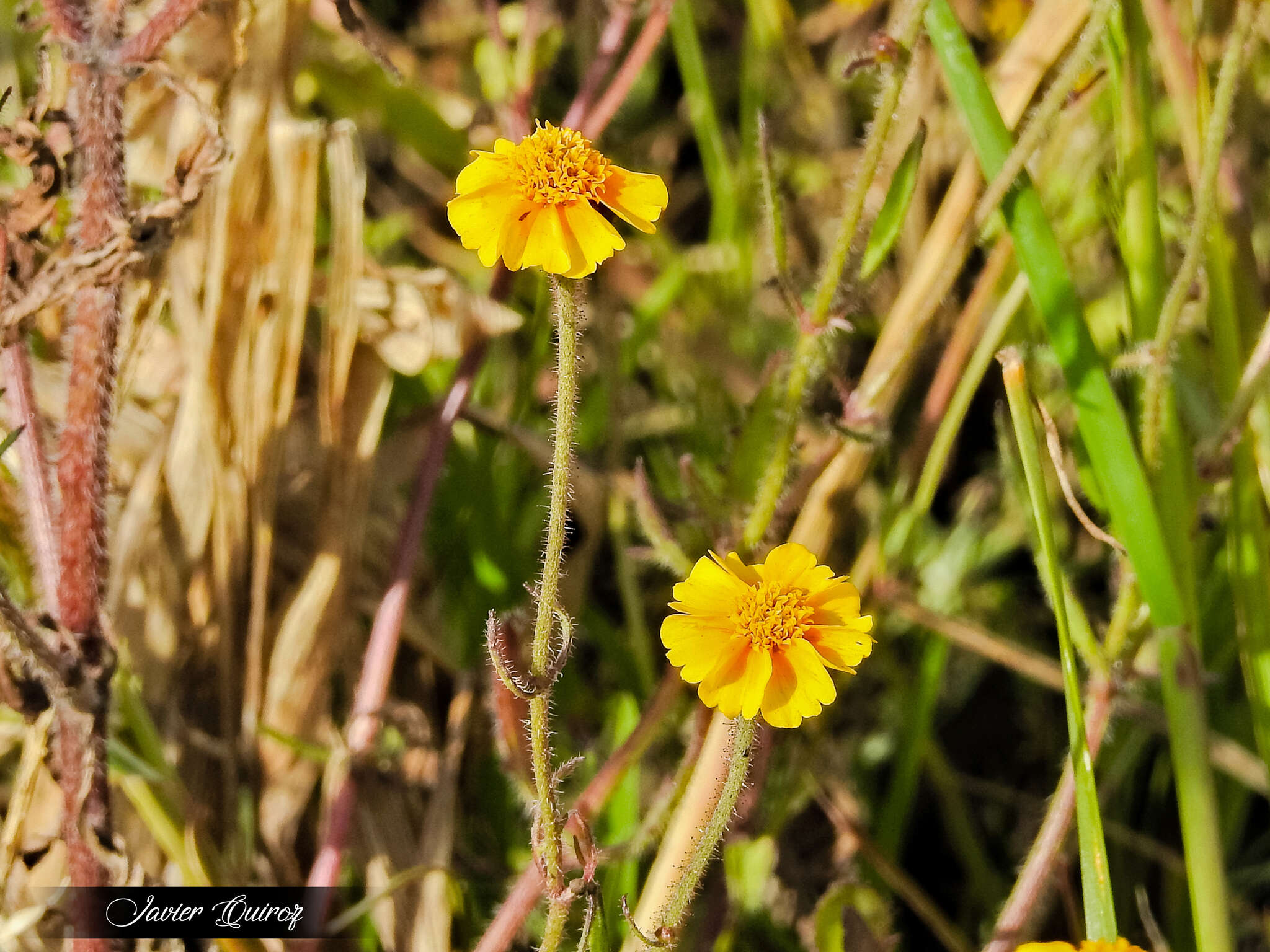 Image de Tridax trilobata (Cav.) Hemsl.