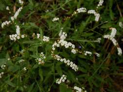 Image of Common veld heliotrope