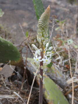 Image of Drimia hesperia (Webb & Berthel.) J. C. Manning & Goldblatt