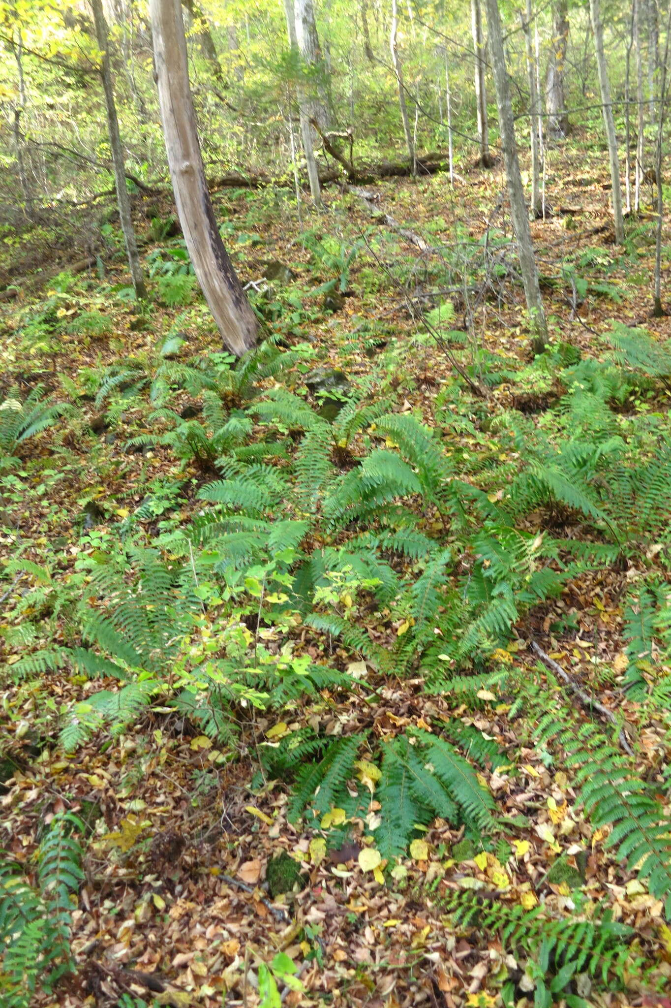 Image of Dryopteris crassirhizoma Nakai