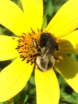 Image of Common Eastern Bumblebee