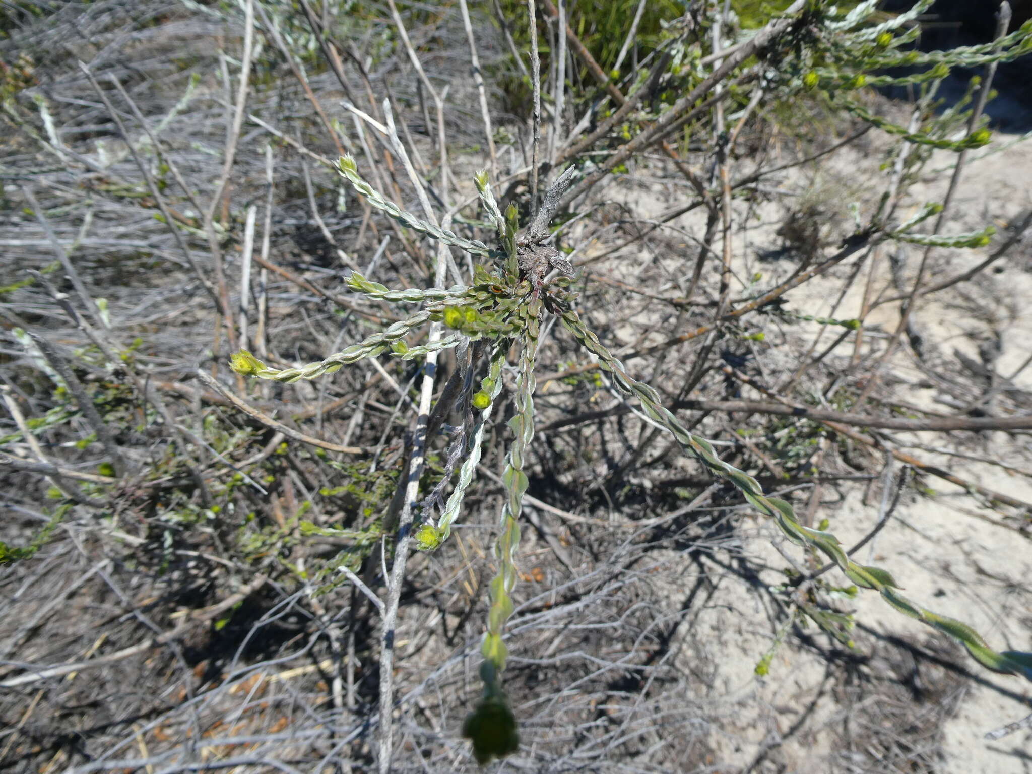 Image of Amphithalea ericifolia subsp. erecta Granby