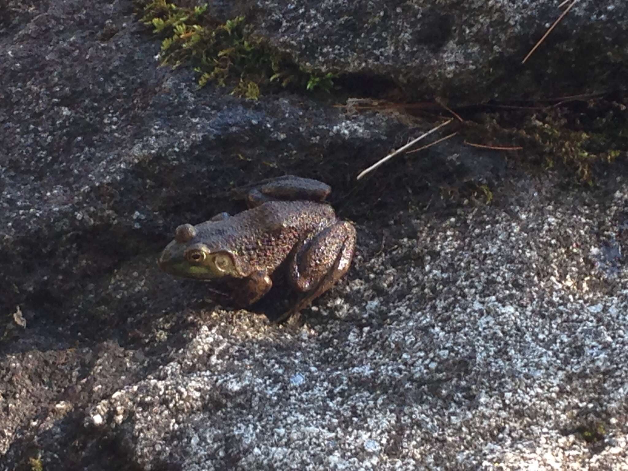 Image of American Bullfrog