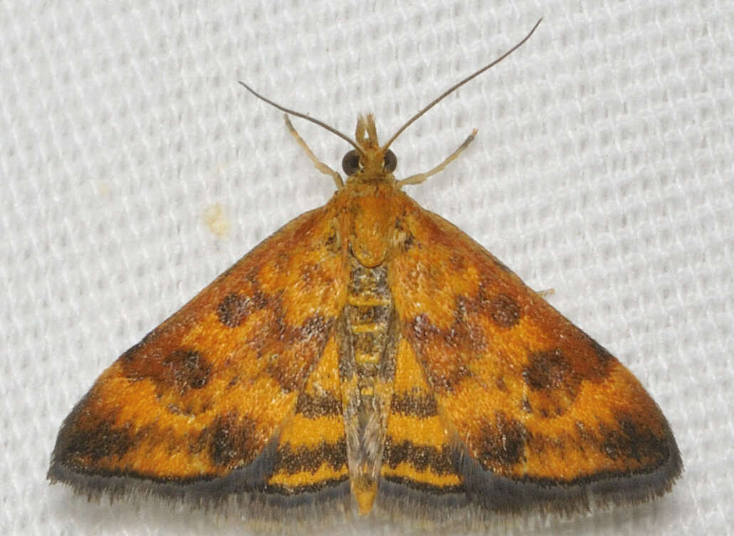 Image of Pyrausta subsequalis Guenée 1854